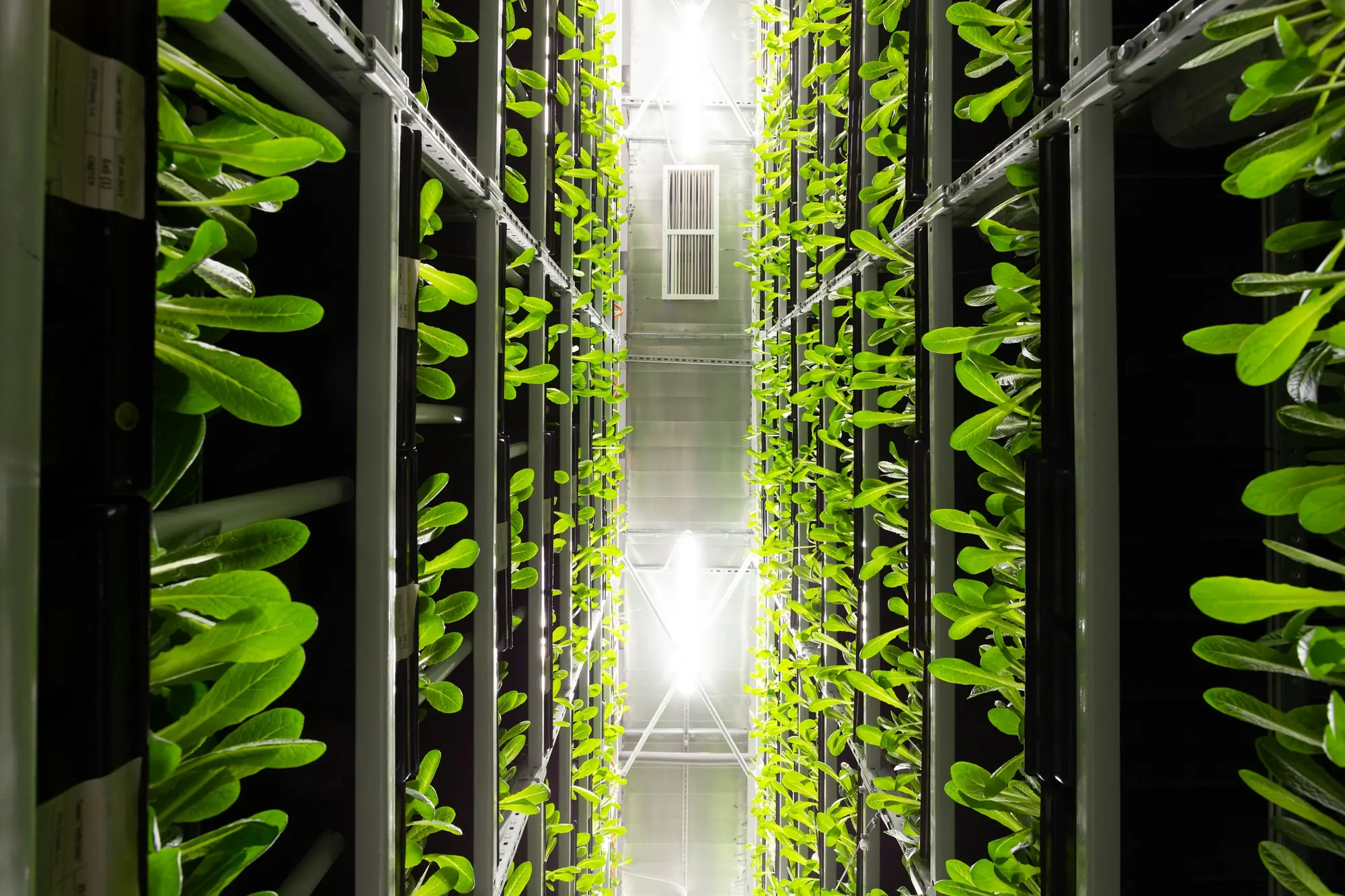 Hydroponics — AgriMotion project