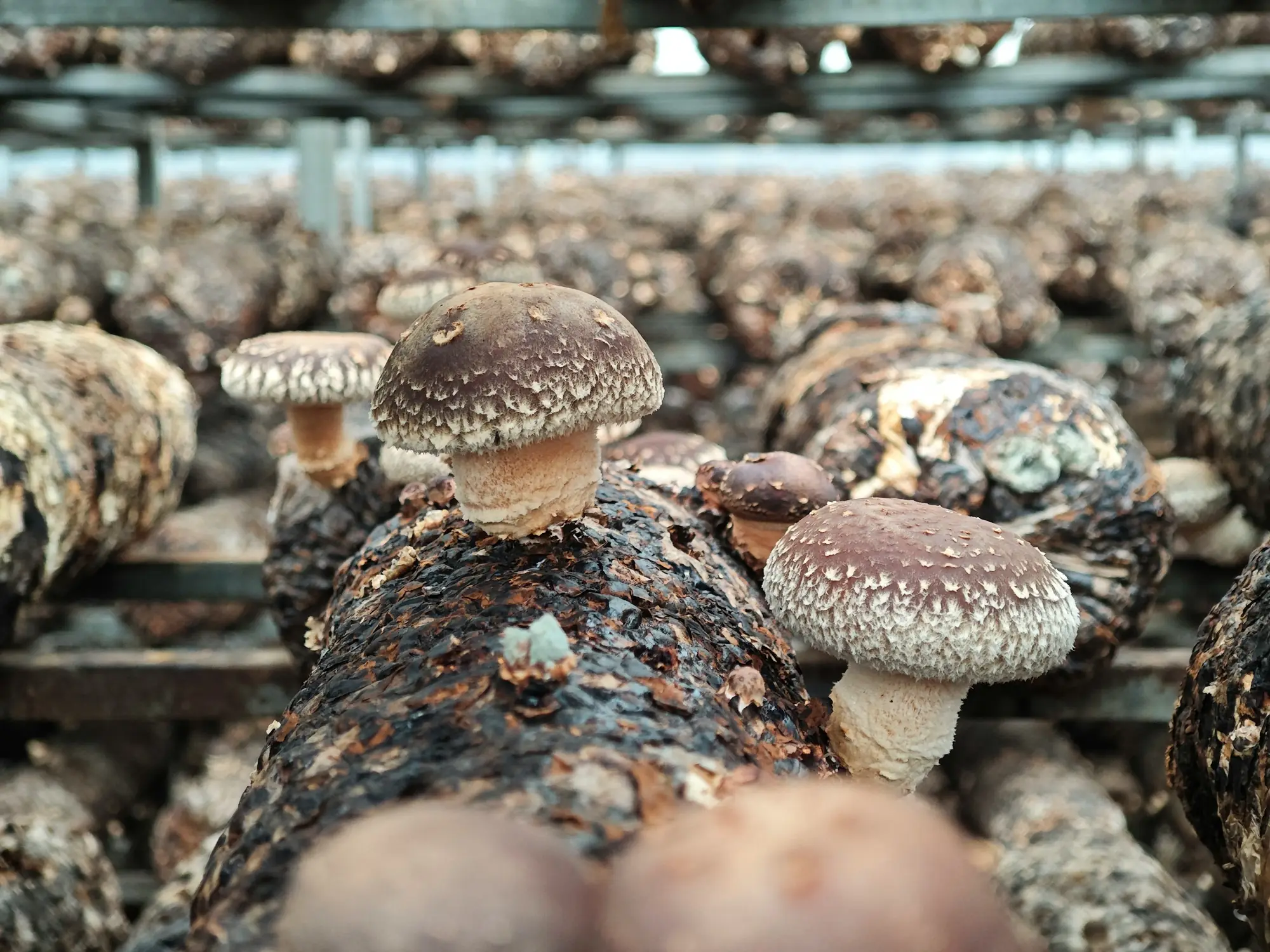 Mushroom projects — AgriMotion project