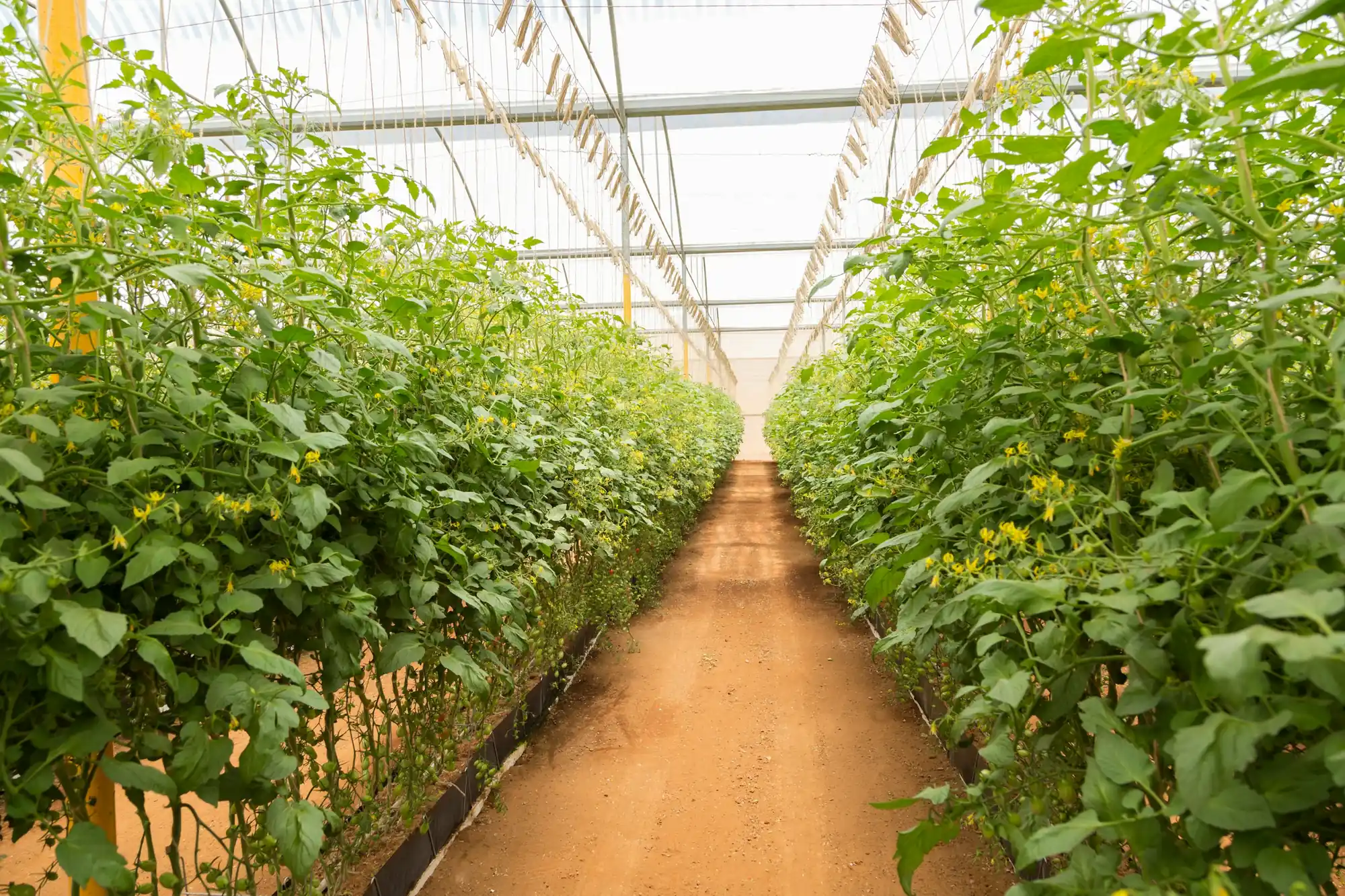 Polyhouse & net house — AgriMotion project